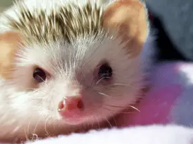 10 Times Hedgehogs Made History 30 Times Hedgehogs Made History