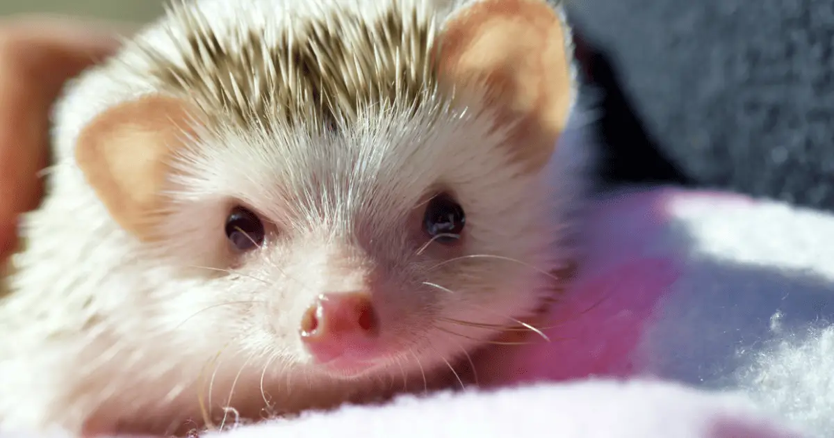 10 Times Hedgehogs Made History Hedgehog Love Hedgehog Guides 10 Times Hedgehogs Made History Hedgehog Love Hedgehog Guides