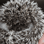 Adventurous Names for the Exploring Hedgehog
