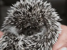 15 Adventurous Names for the Exploring Hedgehog 60 Adventurous Names for the Exploring Hedgehog