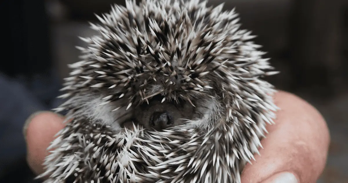 Adventurous Names for the Exploring Hedgehog