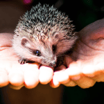 Gentle Handling: Building Trust With Your Hedgehog