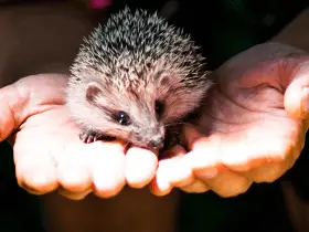 Gentle Handling: Building Trust With Your Hedgehog