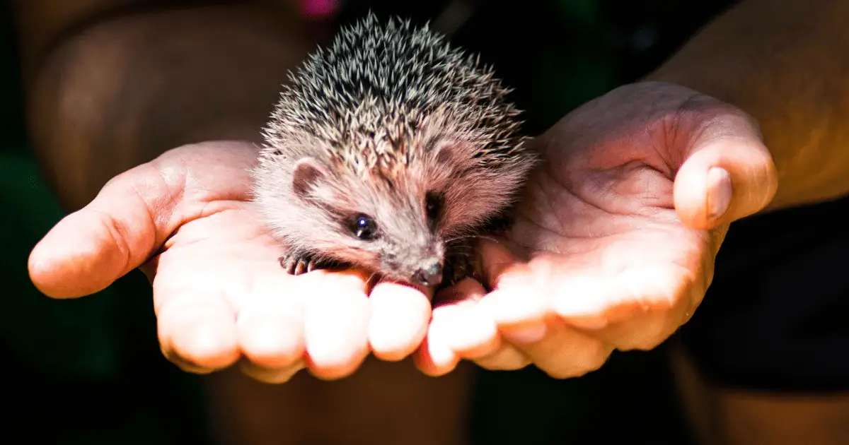 Gentle Handling: Building Trust With Your Hedgehog 25 Gentle Handling: Building Trust With Your Hedgehog