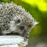 Origins and Traditions From Across the Globe