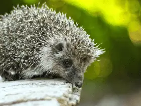Hedgehog Day: the Origins and Traditions From Across the Globe 36 Origins and Traditions From Across the Globe