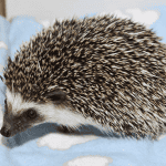 Benefits of Using Cage Liners for Hedgehog Habitats