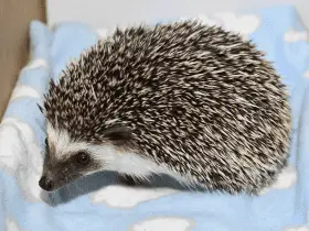 Benefits of Using Cage Liners for Hedgehog Habitats