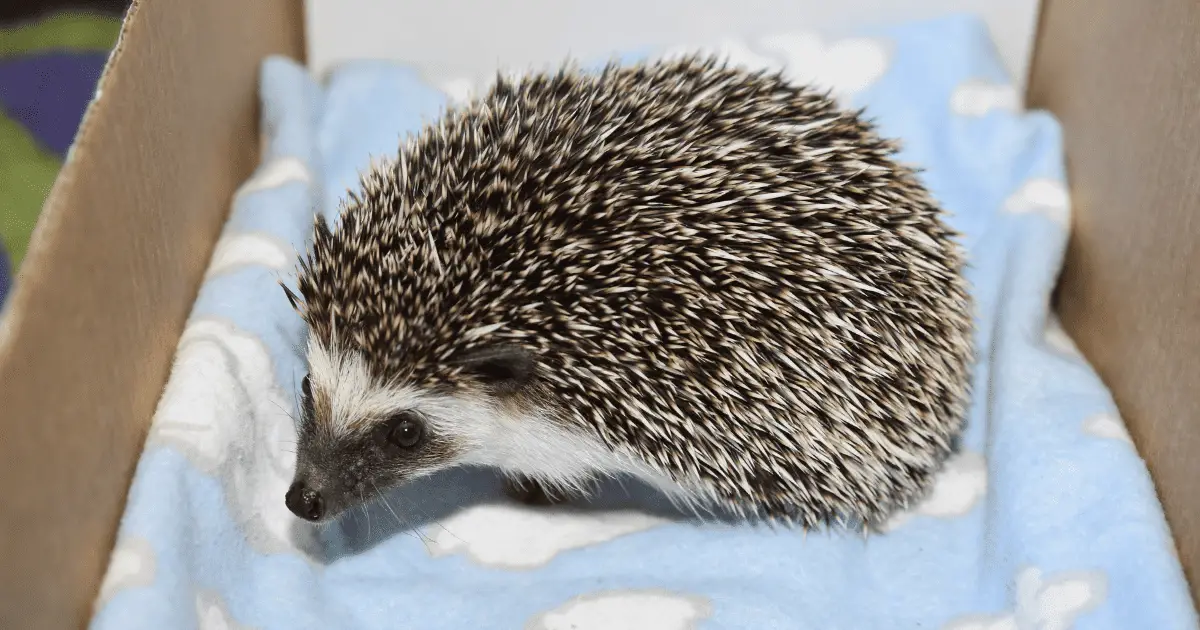 Benefits of Using Cage Liners for Hedgehog Habitats 25 Benefits of Using Cage Liners for Hedgehog Habitats