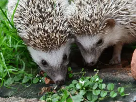 The Evolution of Hedgehogs: 7 Fascinating Facts From History 39 The Evolution of Hedgehogs: 7 Fascinating Facts From History