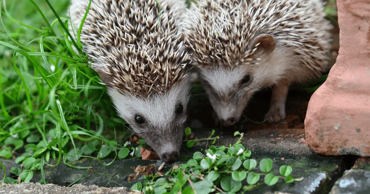 The Evolution of Hedgehogs: 7 Fascinating Facts From History 25 The Evolution of Hedgehogs: 7 Fascinating Facts From History