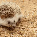 Benefits of Having a Playpen for Your Hedgehog