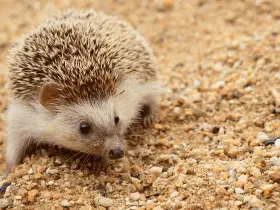 Benefits of Having a Playpen for Your Hedgehog