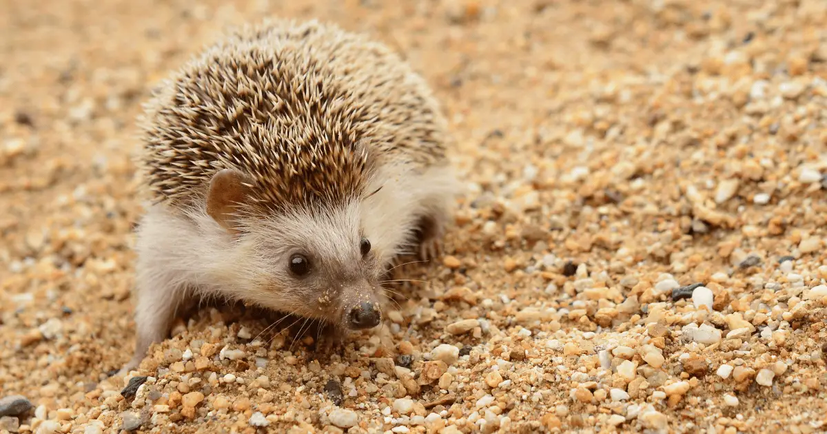 Benefits of Having a Playpen for Your Hedgehog 25 Benefits of Having a Playpen for Your Hedgehog