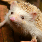 Are Hedgehogs Related to Sea Urchins