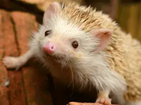 Fact Check: Are Hedgehogs Related to Sea Urchins? And Other Curious Connections 27 Are Hedgehogs Related to Sea Urchins