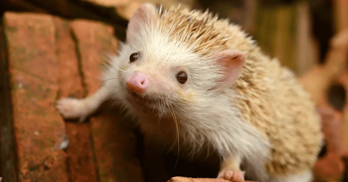 Fact Check: Are Hedgehogs Related to Sea Urchins? And Other Curious Connections 25 Are Hedgehogs Related to Sea Urchins