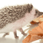 15 Celebrity-Inspired Names for Your Glam Hedgehog