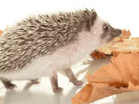 15 Celebrity-Inspired Names for Your Glam Hedgehog