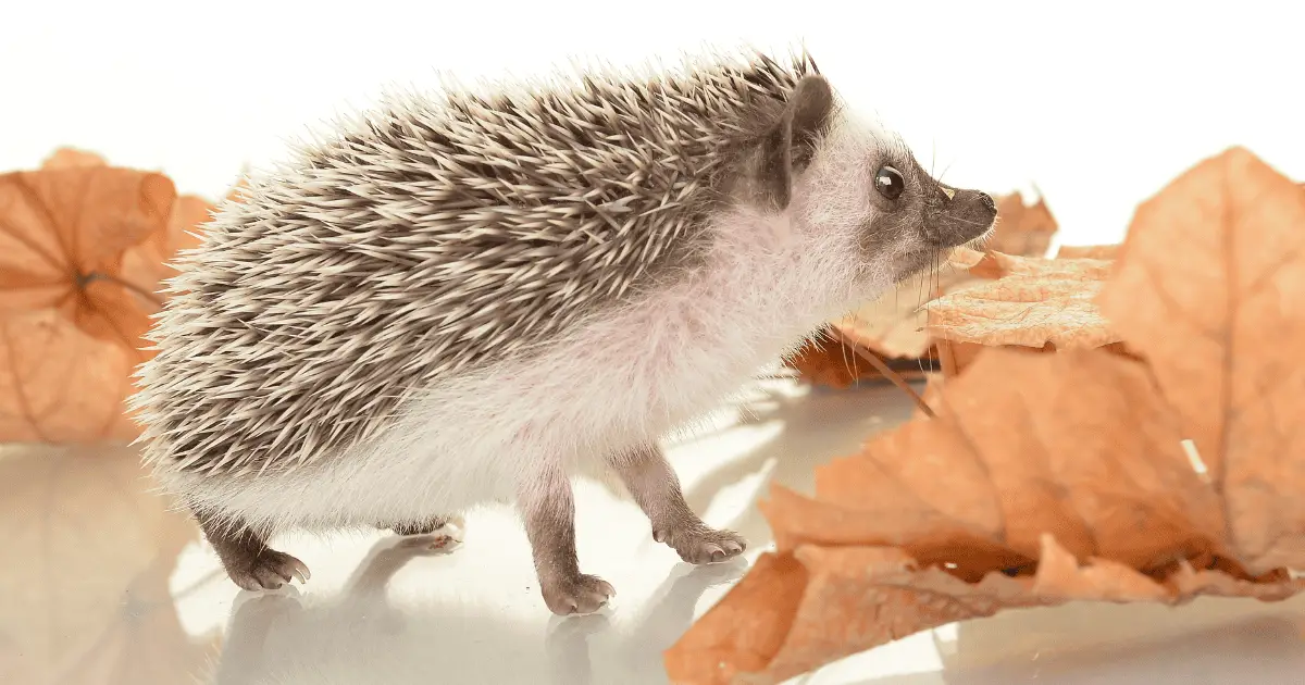 15 Celebrity-Inspired Names for Your Glam Hedgehog