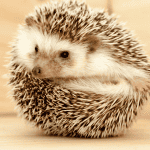 Decoding Hedgehog Body Language: Know When They’re Happy, Scared, or Curious