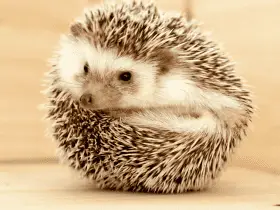 Decoding Hedgehog Body Language: Know When They're Happy, Scared, or Curious 57 Decoding Hedgehog Body Language: Know When They’re Happy, Scared, or Curious