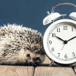 Household Items That Can Pose Risks to Hedgehogs