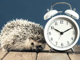 Household Items That Can Pose Risks to Hedgehogs 84 Household Items That Can Pose Risks to Hedgehogs