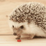 Why Regular Vet Check-Ups Are Essential for Hedgehogs