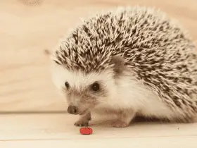 Why Regular Vet Check-Ups Are Essential for Hedgehogs 66 Why Regular Vet Check-Ups Are Essential for Hedgehogs