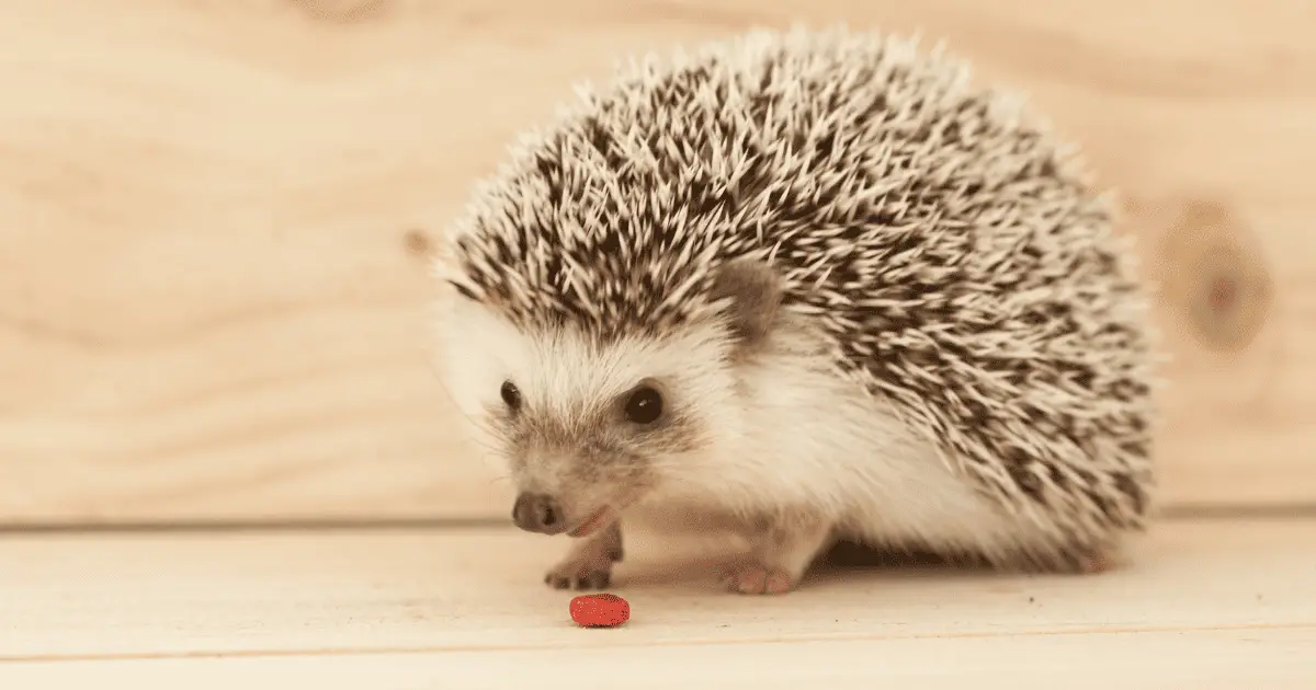 Why Regular Vet Check-Ups Are Essential for Hedgehogs 25 Why Regular Vet Check-Ups Are Essential for Hedgehogs
