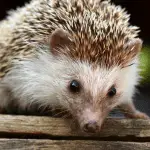 Amazing Hedgehog Abilities You Would Never Guess