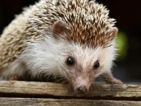 15 Amazing Hedgehog Abilities You Would Never Guess 81 Amazing Hedgehog Abilities You Would Never Guess