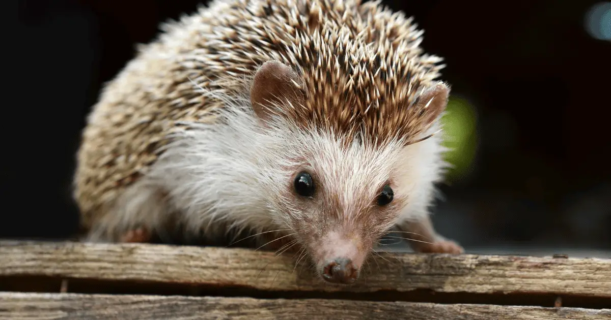 Amazing Hedgehog Abilities You Would Never Guess