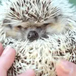The Hidden Costs of Hedgehog Ownership Every Prospective Owner Should Know