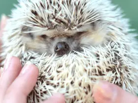 The Hidden Costs of Hedgehog Ownership Every Prospective Owner Should Know