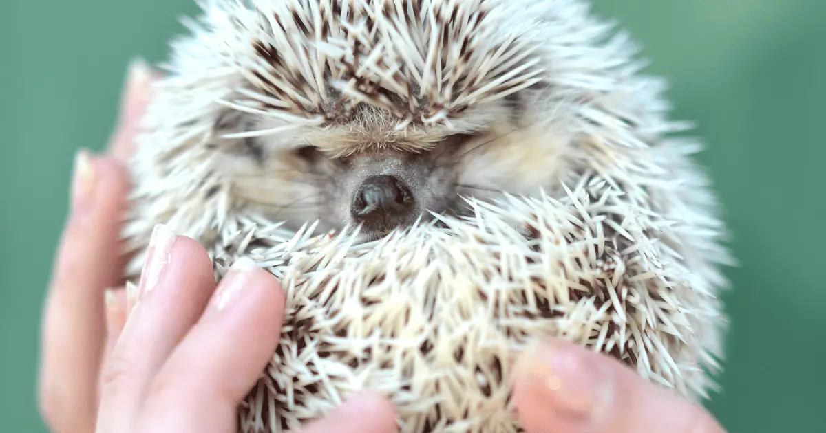 The Hidden Costs of Hedgehog Ownership Every Prospective Owner Should Know 25 The Hidden Costs of Hedgehog Ownership Every Prospective Owner Should Know