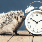 Avoiding Accidents: Hedgehog-Proofing Your Home