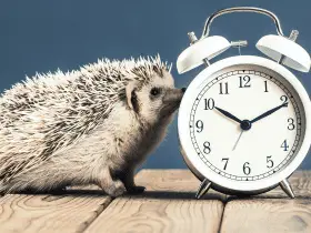 Avoiding Accidents: Hedgehog-Proofing Your Home 30 Avoiding Accidents: Hedgehog-Proofing Your Home