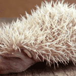 The Science Behind Hedgehog Quills