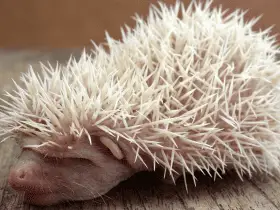 The Science Behind Hedgehog Quills: Why Are They So Unique 30 The Science Behind Hedgehog Quills