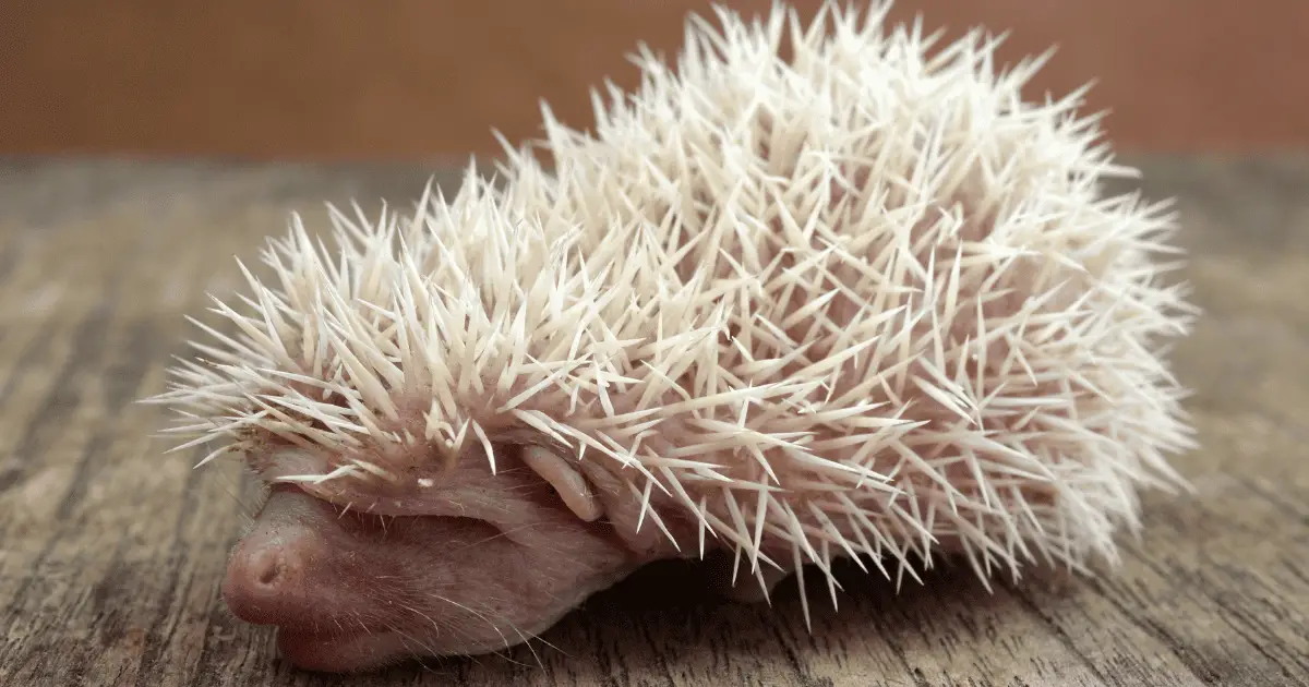 The Science Behind Hedgehog Quills Why Are They So Unique Hedgehog Love Hedgehog Guides