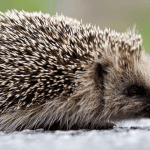 Setting Up a Comforting and Safe Space for Your New Pet