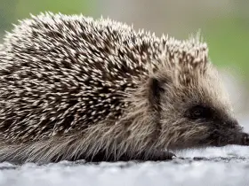 Setting Up a Comforting and Safe Space for Your New Pet