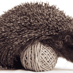 The Importance of Play in Your Hedgehog’s Daily Life