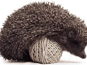 The Importance of Play in Your Hedgehog’s Daily Life