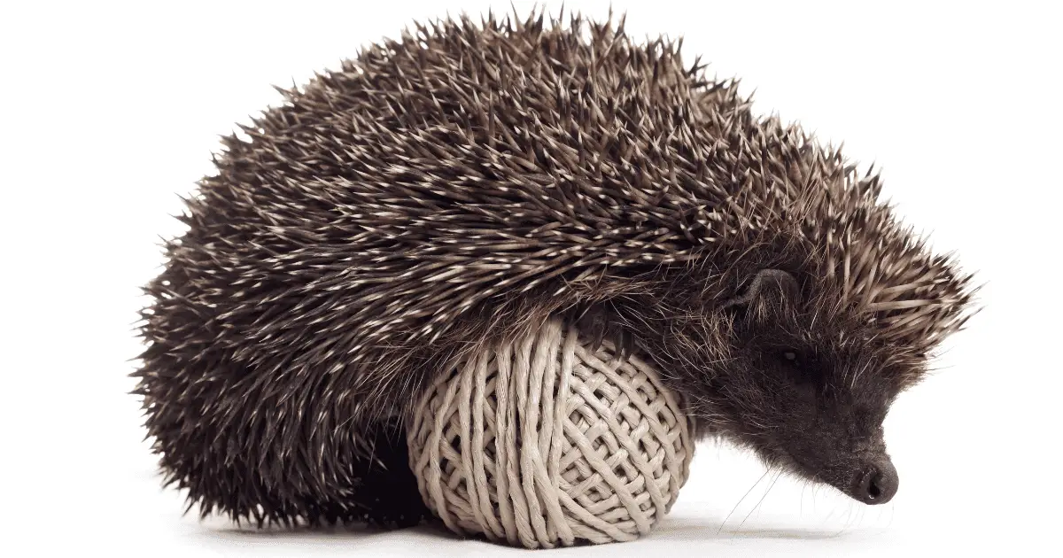 The Importance of Play in Your Hedgehog's Daily Life Hedgehog Love
