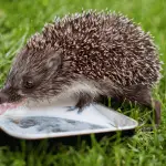 The Best Food and Drink Containers for Hedgehogs