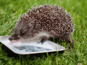 The Best Food and Drink Containers for Hedgehogs 75 The Best Food and Drink Containers for Hedgehogs