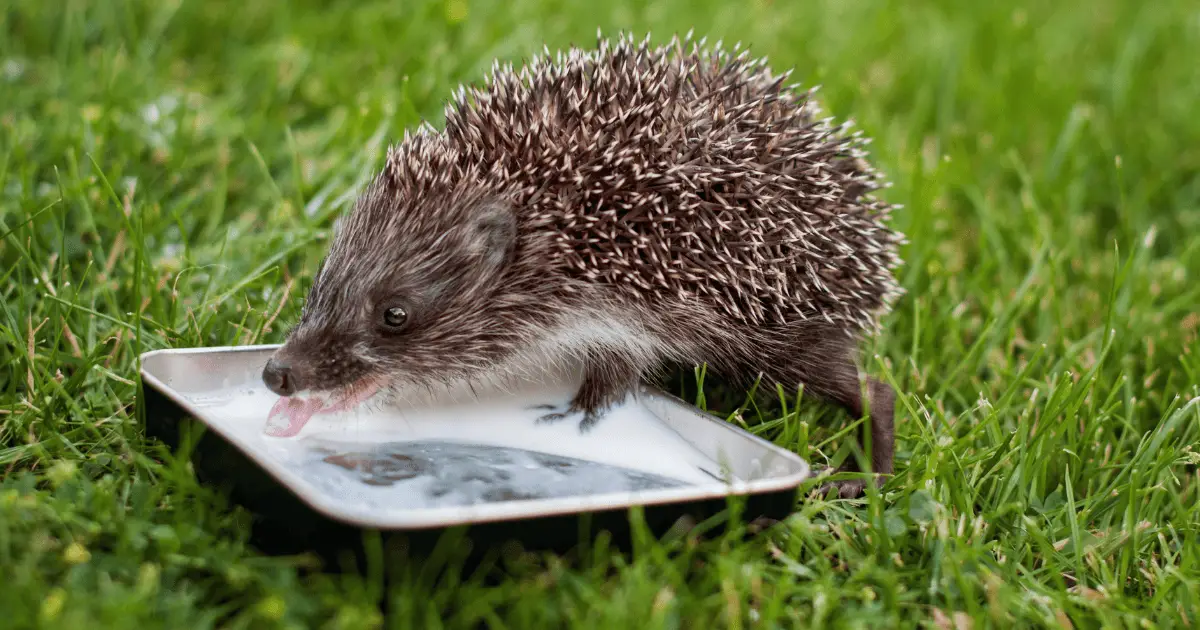 The Best Food and Drink Containers for Hedgehogs 25 The Best Food and Drink Containers for Hedgehogs